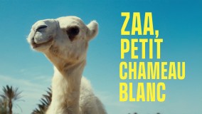 Voir Zaa, Petit Chameau blanc en streaming et VOD