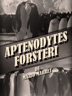 Voir Aptenodytes Forsteri en streaming sur Filmo