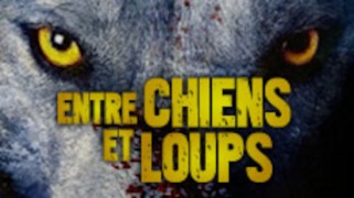 Entre chiens et loups