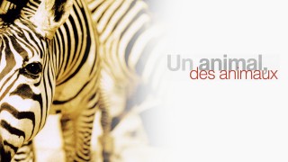 Voir Un animal, des animaux en streaming et VOD