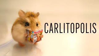 Voir Carlitopolis en streaming et VOD