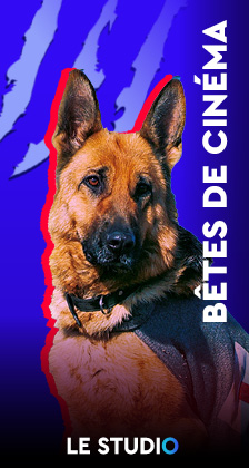 Studio Animaux Studio Animaux